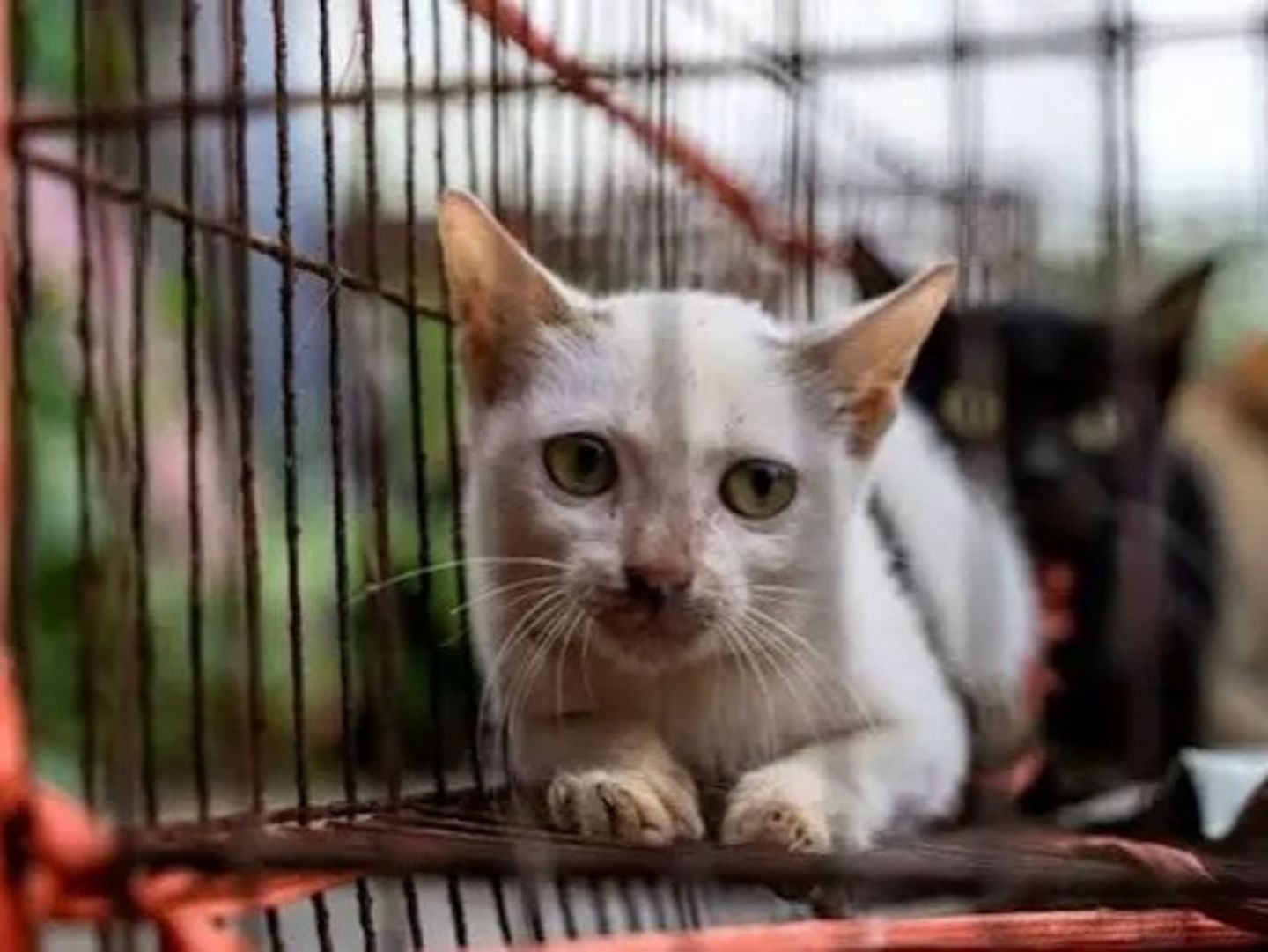 Vietnam'da kedi eti çetesine operasyon: Kesilmek üzere çalınan 400 kedi kurtarıldı