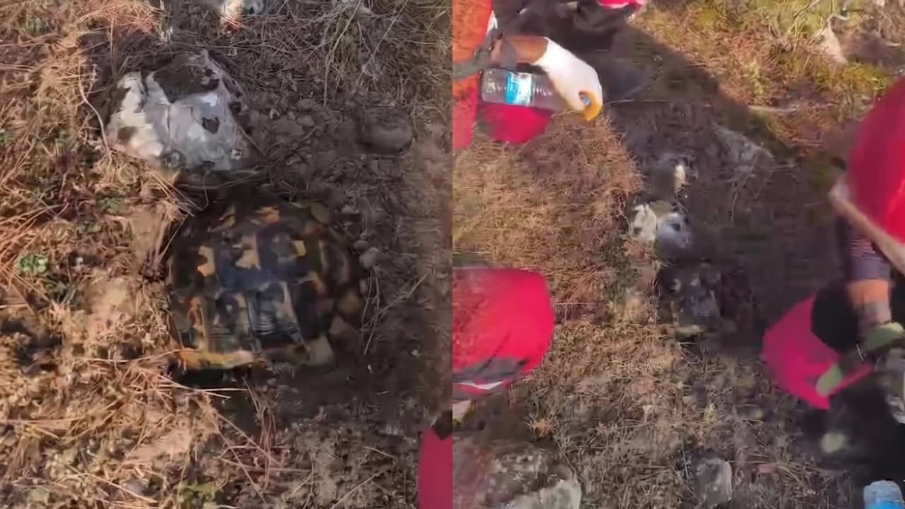Kaplumbağa, alevlerden konmak için kendisini toprağa gömmeye çalıştı
