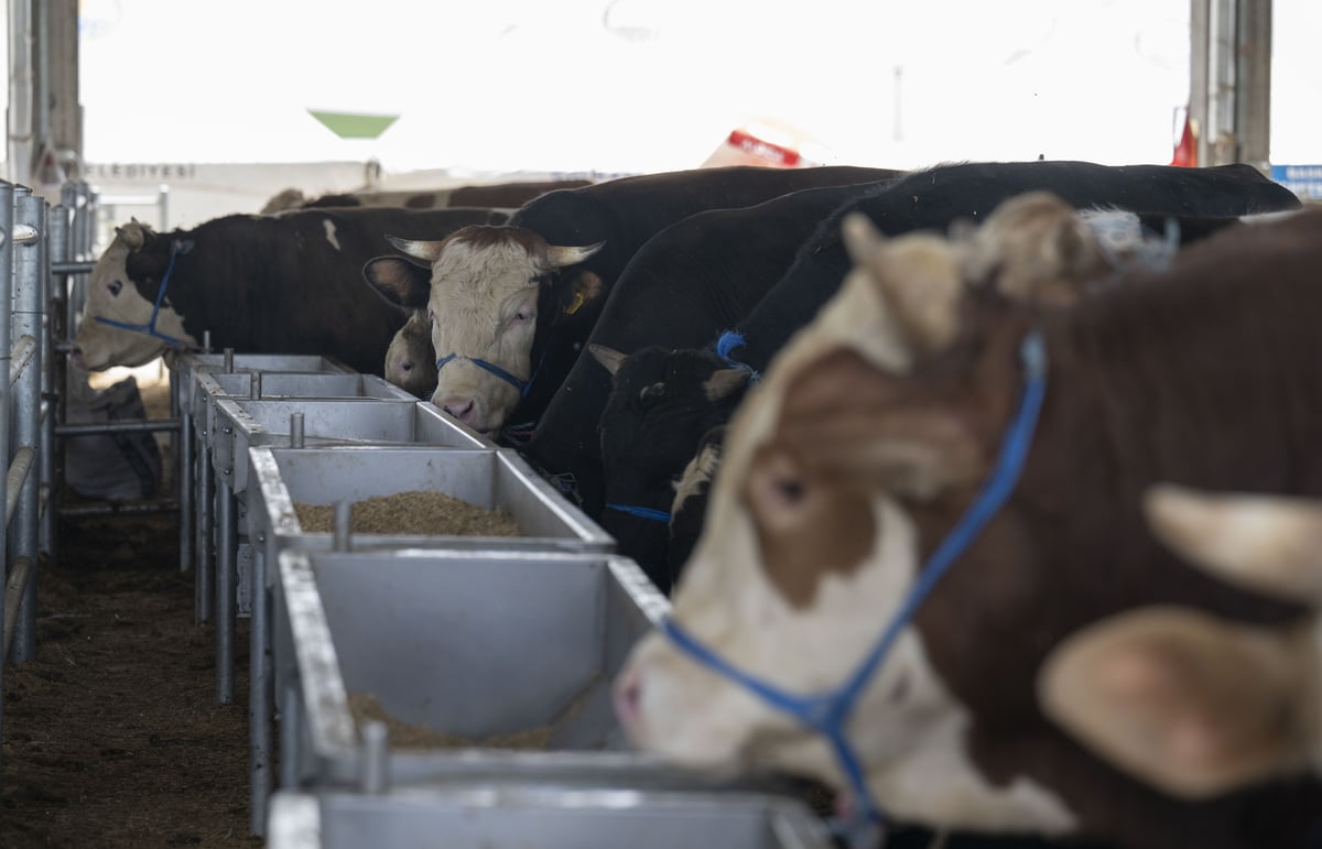 kurbanlık hayvanlar