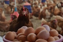 Tavuk ve yumurta devi mali sıkıntıya dayanamadı! Ünlü tavukçu konkordato istedi