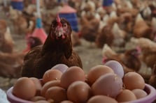 Tavuk ve yumurta devi mali sıkıntıya dayanamadı! Ünlü tavukçu konkordato istedi