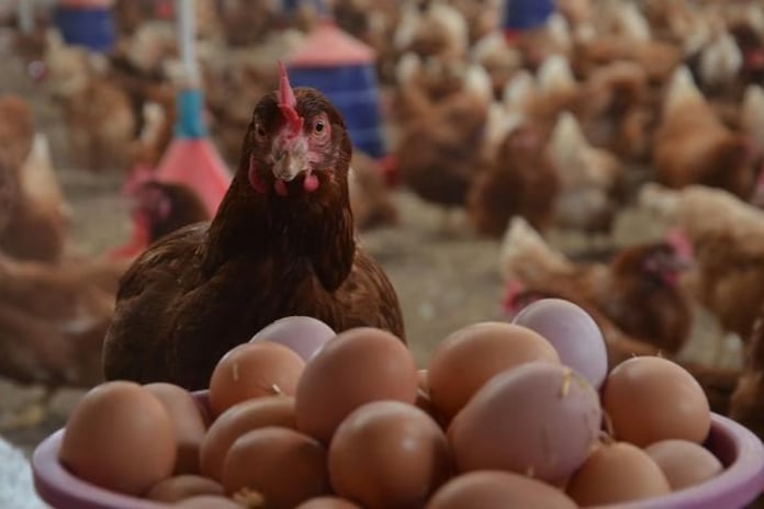 Tavuk ve yumurta devi mali sıkıntıya dayanamadı! Ünlü tavukçu konkordato istedi