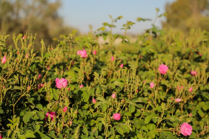 Yoğun talebe rağmen düşen verim