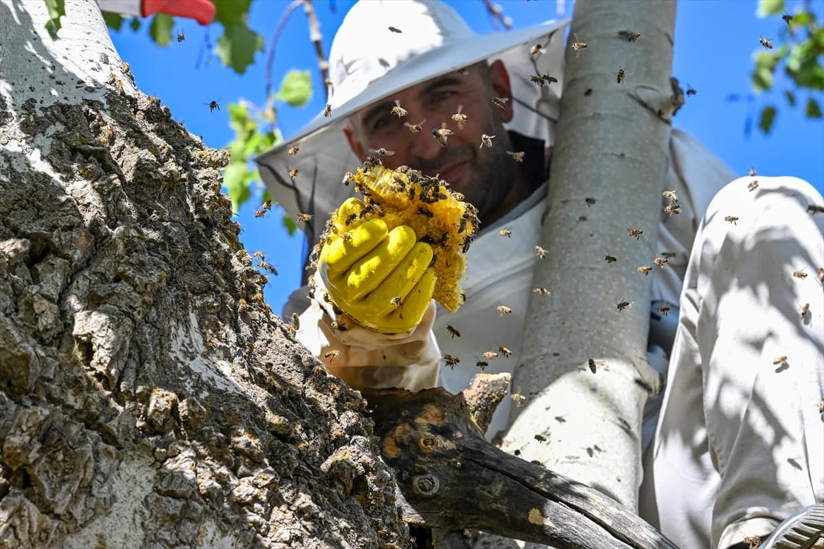 3 bin 547 metre rakımlı Arnos Dağı'nda doğal bal keşfi