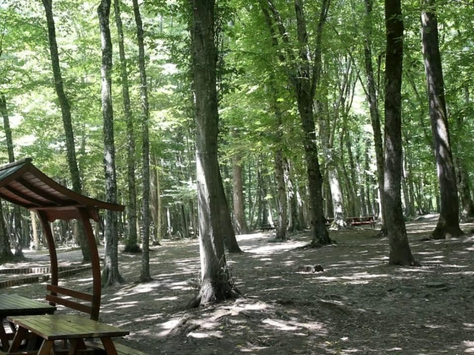 İstanbul'da ormanlara girişler yasaklandı