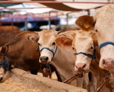 Türkiye'de şap hastalığıyla mücadele için seferberlik başlatıldı