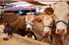 Türkiye'de şap hastalığıyla mücadele için seferberlik başlatıldı