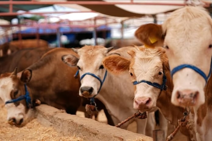 Türkiye'de şap hastalığıyla mücadele için seferberlik başlatıldı
