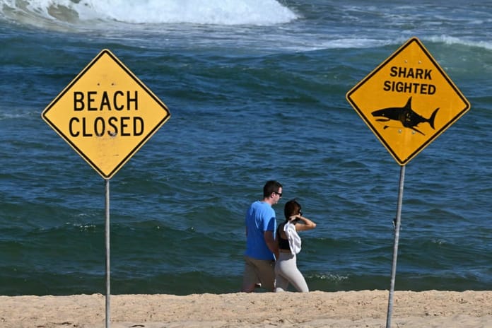 Avustralya'da iki çocuk köpek balığı saldırısına uğradı