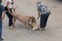 Ağızlıksız dolaştırılan pitbull yoldan geçen bir köpeğe saldırdı