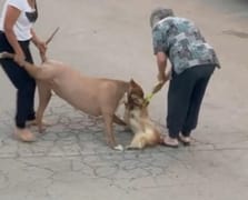 Ağızlıksız dolaştırılan pitbull yoldan geçen bir köpeğe saldırdı