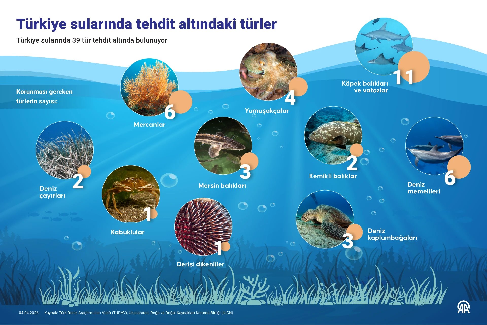 Türkiye sularında tehdit altındaki türler