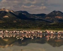 Bir zamanlar flamingolar uçardı: Yarışlı Gölü artık yok