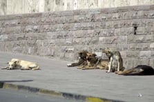 Anne ve iki çocuğuna başıboş köpek sürüsü saldırdı