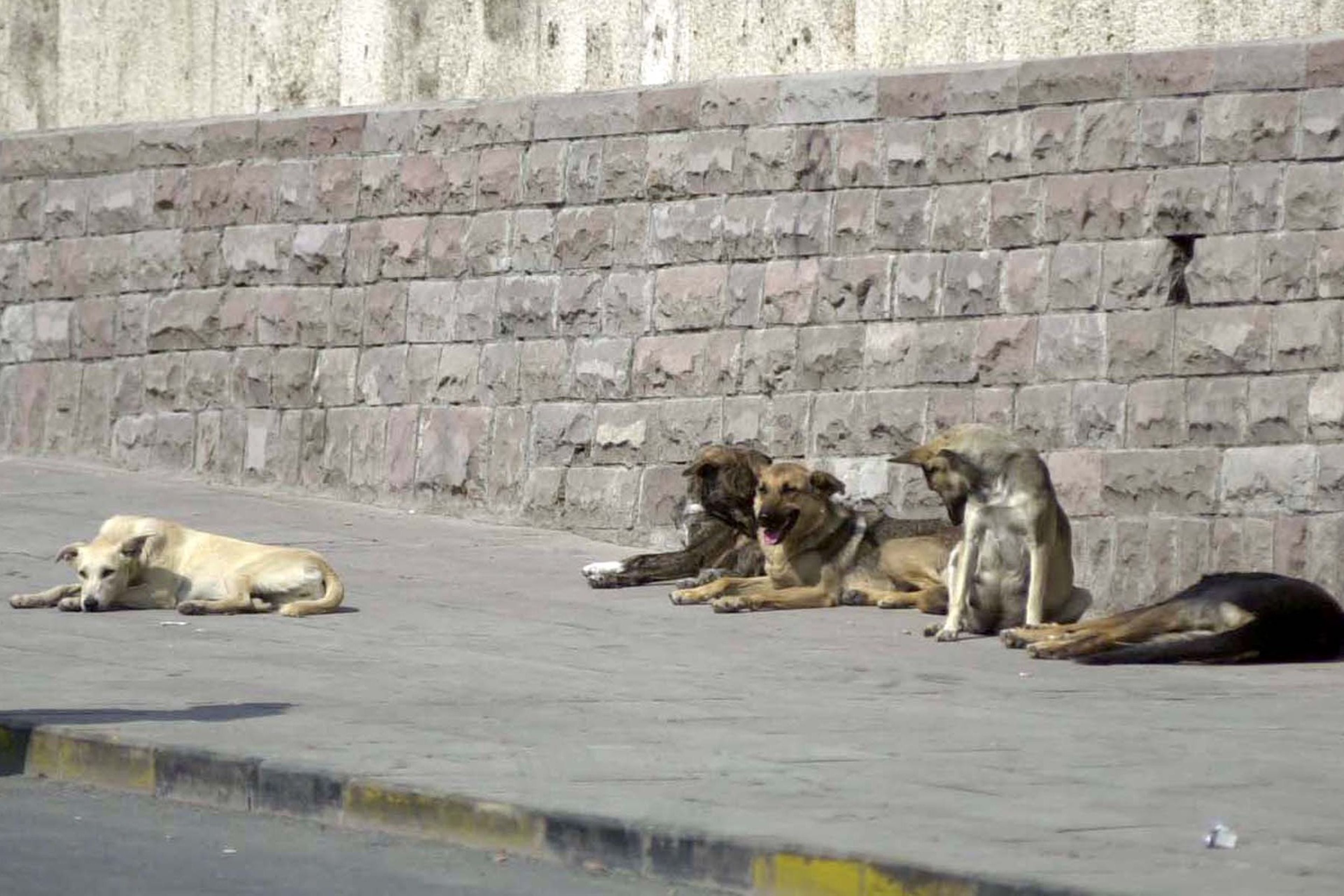 Anne ve iki çocuğuna başıboş köpek sürüsü saldırdı