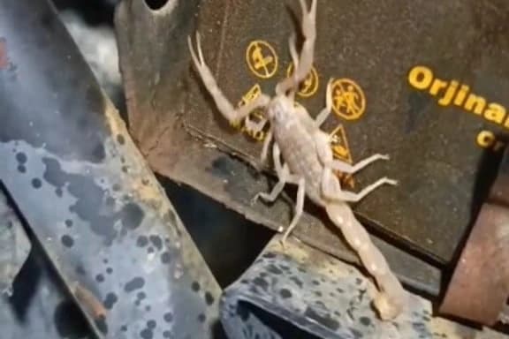 Motosikletin motor kısmından akrep çıktı
