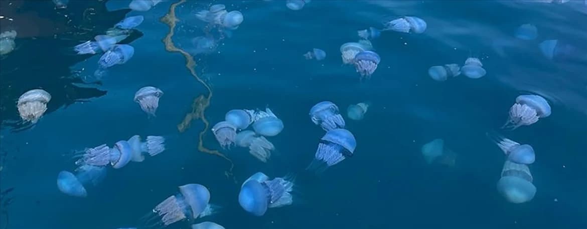 Marmara Denizi pusula denizanası