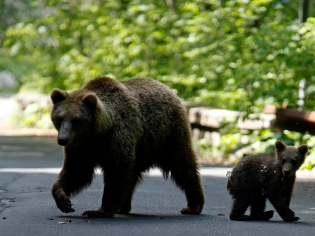 Japonya'da ayı saldırıları rekor kırdı: İtlaf edilen ayılar restoran menüsüne girdi