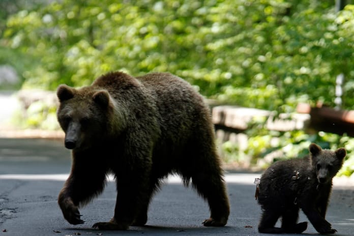 Japonya'da ayı saldırıları rekor kırdı: İtlaf edilen ayılar restoran menüsüne girdi