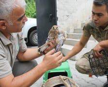Her yıl binlerce hayvan tedavi edilerek doğaya dönüyor