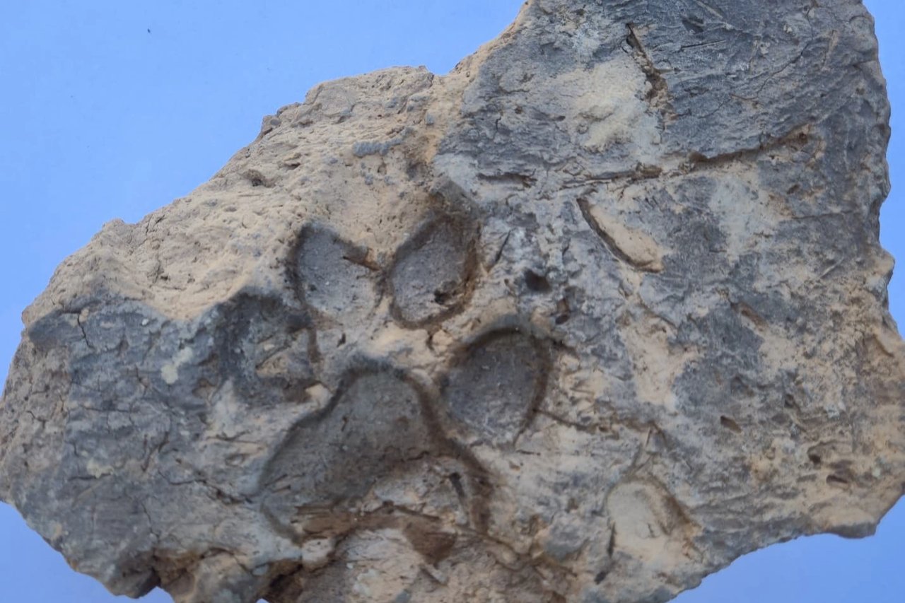 Tavşanlı Höyük'te 4 bin yıllık pati izi bulundu
