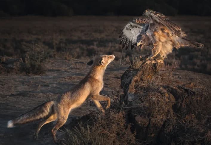 National Geographic yarışmasındaki etkileyici fotoğraflar