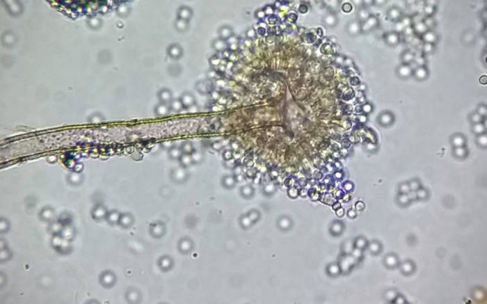 Aspergillus flavus mantarı