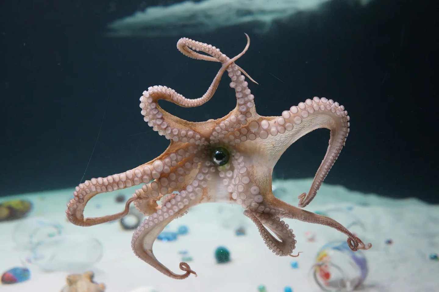 Shimabuku, nasıl tepki vereceklerini görmek için deniz canlılarına küçük cam toplar hediye etti.