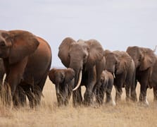 Hindistan’ın Jharkhand eyaletinde fil sürüsü köy bastı: 4 ölü