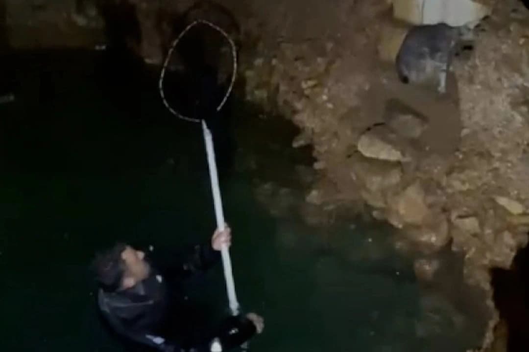 Sarnıca düşen yavru kedi kurtarıldı