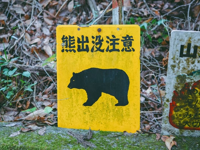 Japonya ayı saldırılarına karşı yeni lisanslı avcılar istihdam etmeyi planlıyor