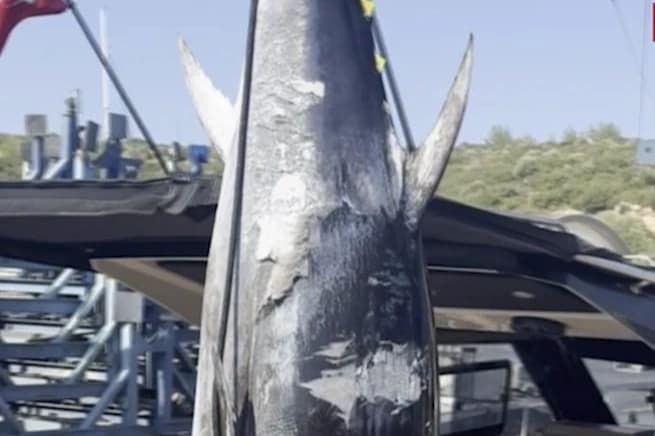 Oltayla 260 kilogram ağırlığında orkinos yakaladı