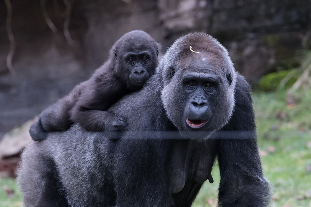 London Zoo’da maymunlara Noel sürprizi
