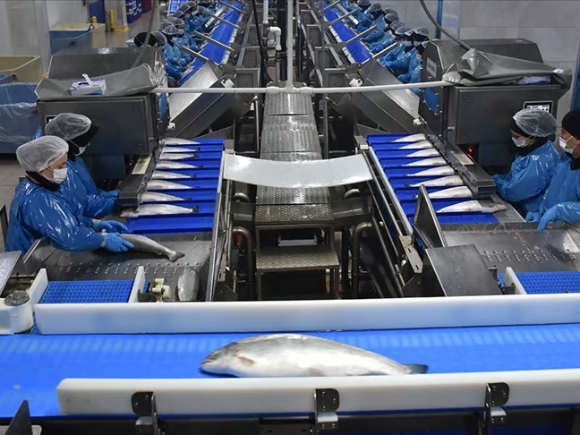 Türk somonu ihracatı yılın 9 ayında 369 milyon dolara yaklaştı