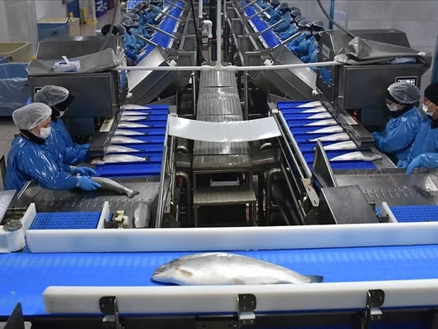 Türk somonu ihracatı yılın 9 ayında 369 milyon dolara yaklaştı