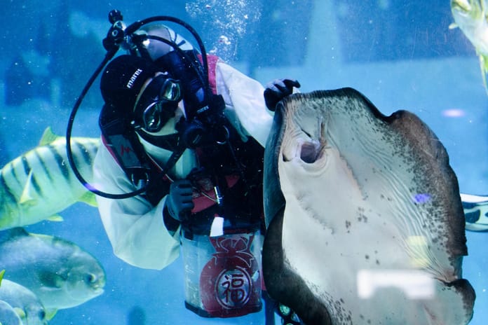 Vatozların beslenme saati şölene dönüştü