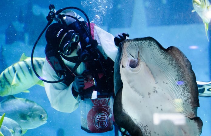 Vatozların beslenme saati şölene dönüştü