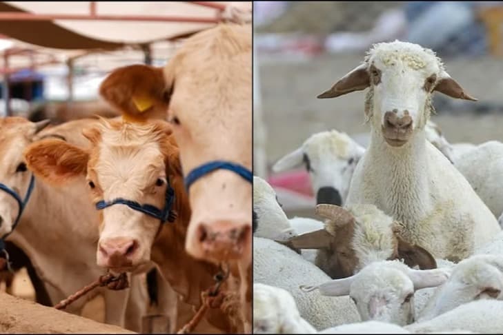 Kurbanlık seçerken bunları bilmeden satın almayın