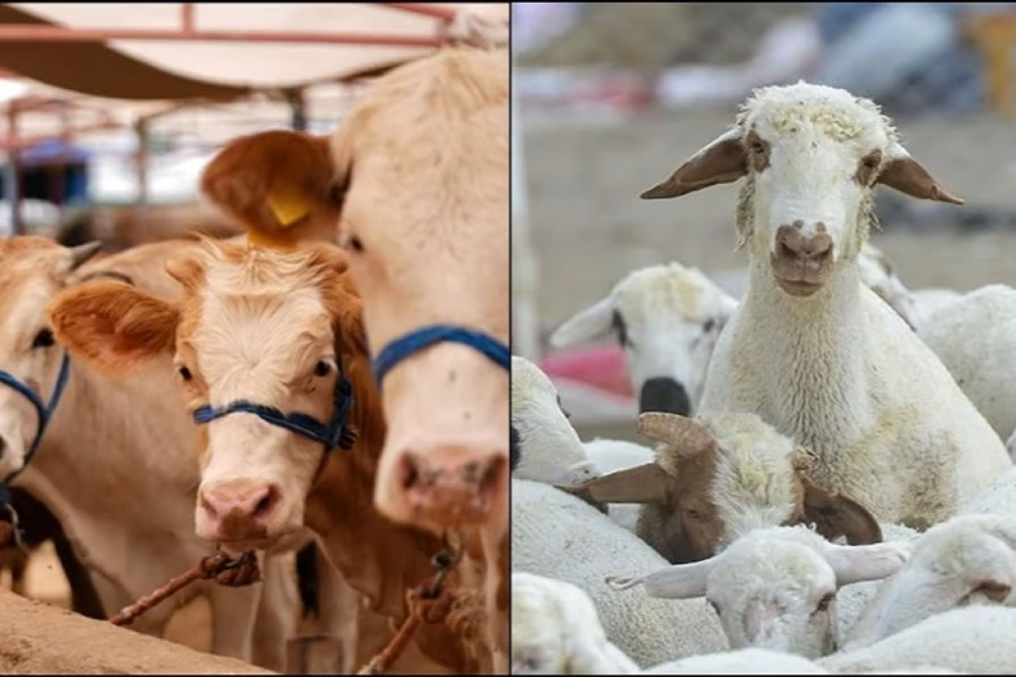 Kurbanlık hayvan seçiminde hangi kurallara dikkat edilmelidir? 5 soruda doğru kurbanlık seçimi nasıl yapılır?