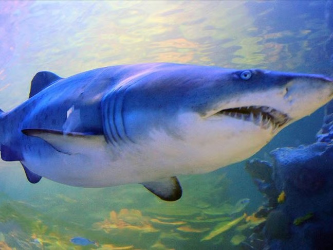 Avustralya'da köpekbalığı saldırısında bir kişi hayatını kaybetti