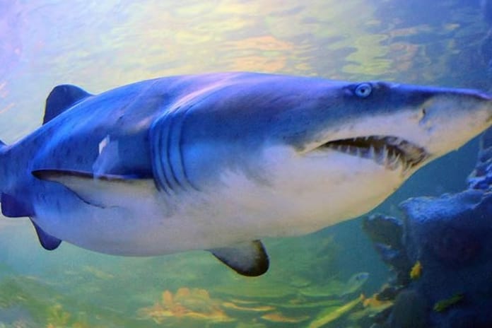 Avustralya'da köpekbalığı saldırısında bir kişi hayatını kaybetti