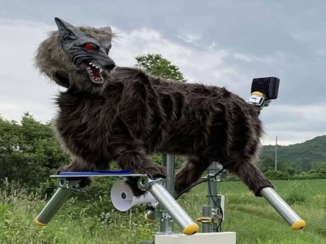 Japonya ayı alarmı: Robot kurtlar devrede