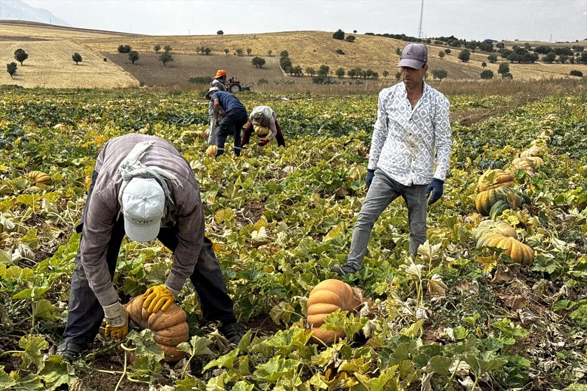 Deneme amaçlı dikildi, şimdi ihraç ürünü