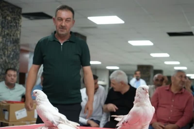 Ev fiyatına güvercin! Fiyatları 5 milyon lirayı buluyor