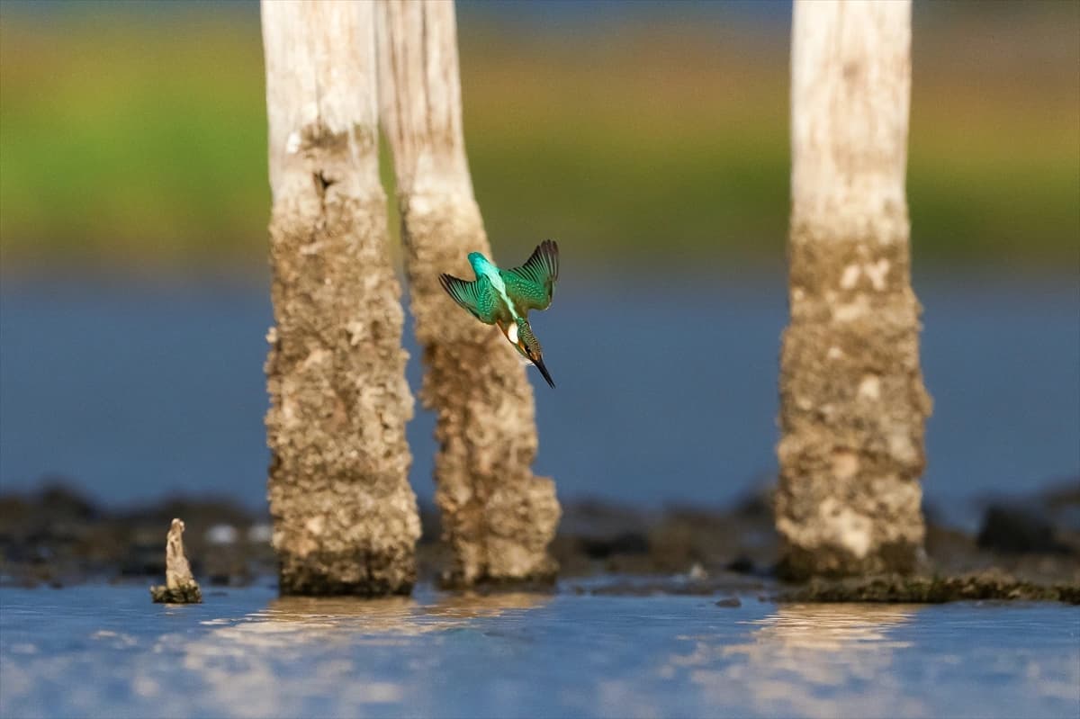 Kocaçay Deltası Yalıçapkınlarına ev sahipliği yapıyor