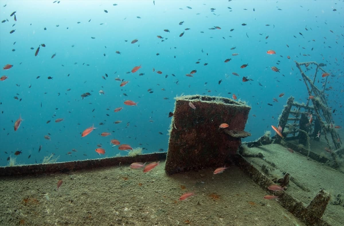 Denizin altındaki dünya Karaburun'da keşfediliyor