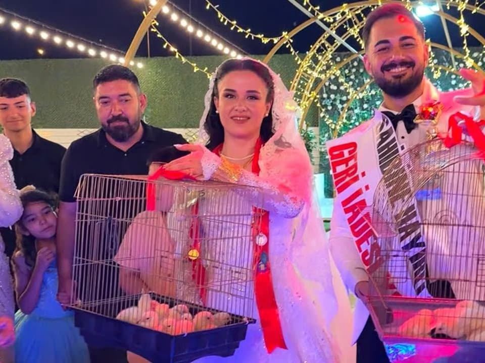 Düğünde şaşkına çeviren hediye! Altın yerine civciv taktı