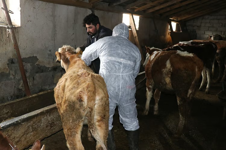 Tarım Bakanlığı: Şap'ta ikinci tur aşı başladı