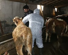 Şap hastalığıyla mücadelede kritik eşik: Aşılama oranı yüzde 92'ye ulaştı