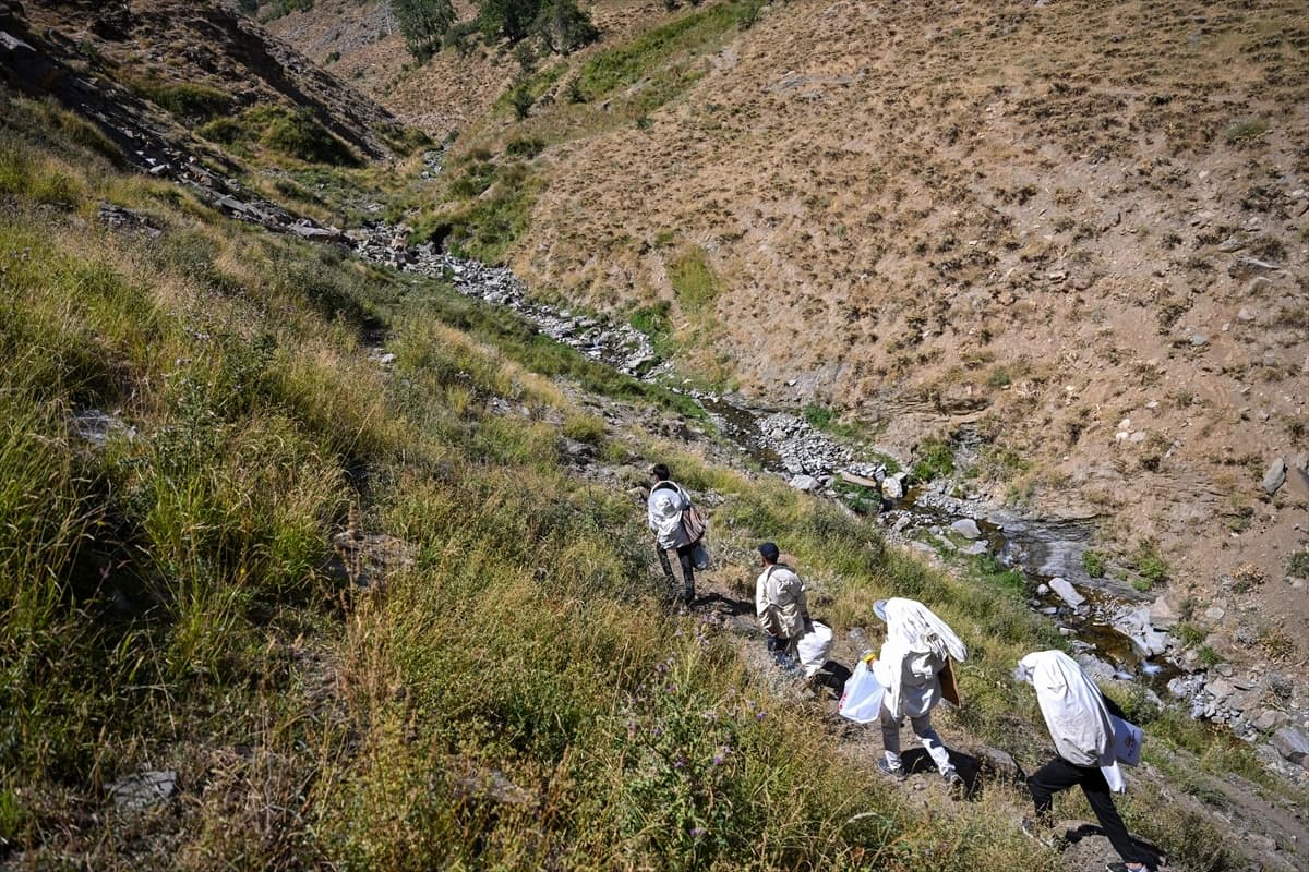 3 bin 547 metre rakımlı Arnos Dağı'nda doğal bal keşfi